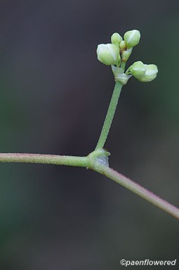 Flower buds
